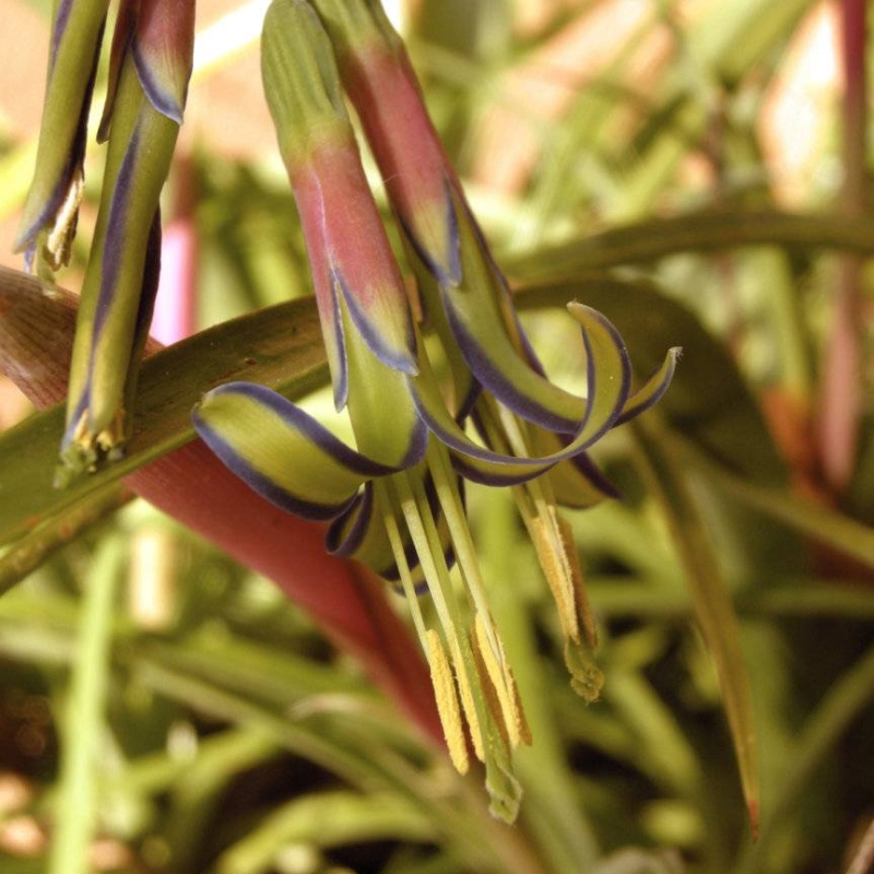 Queen's Tears Billbergia nutans